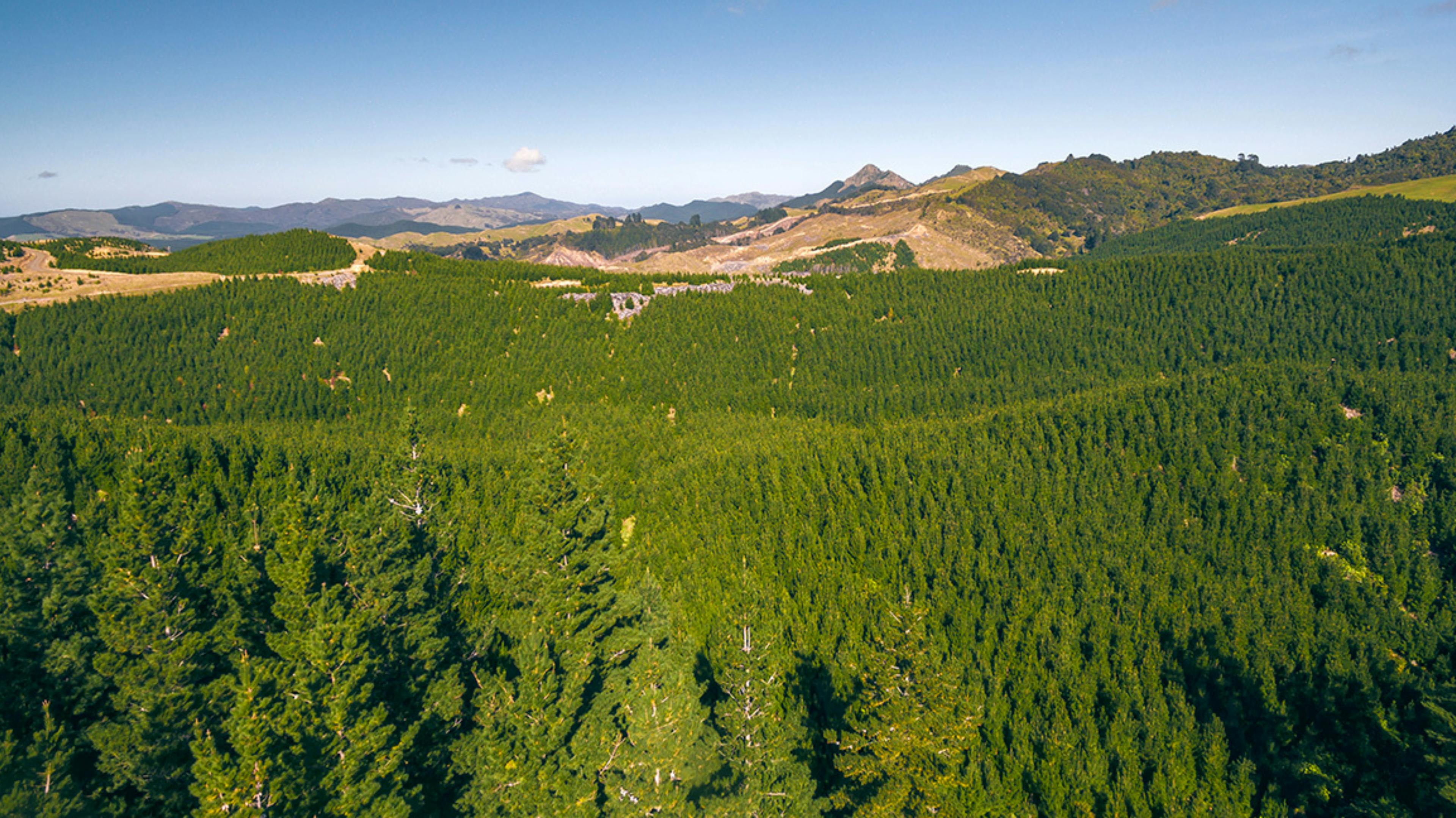 Why Invest In Forestry?