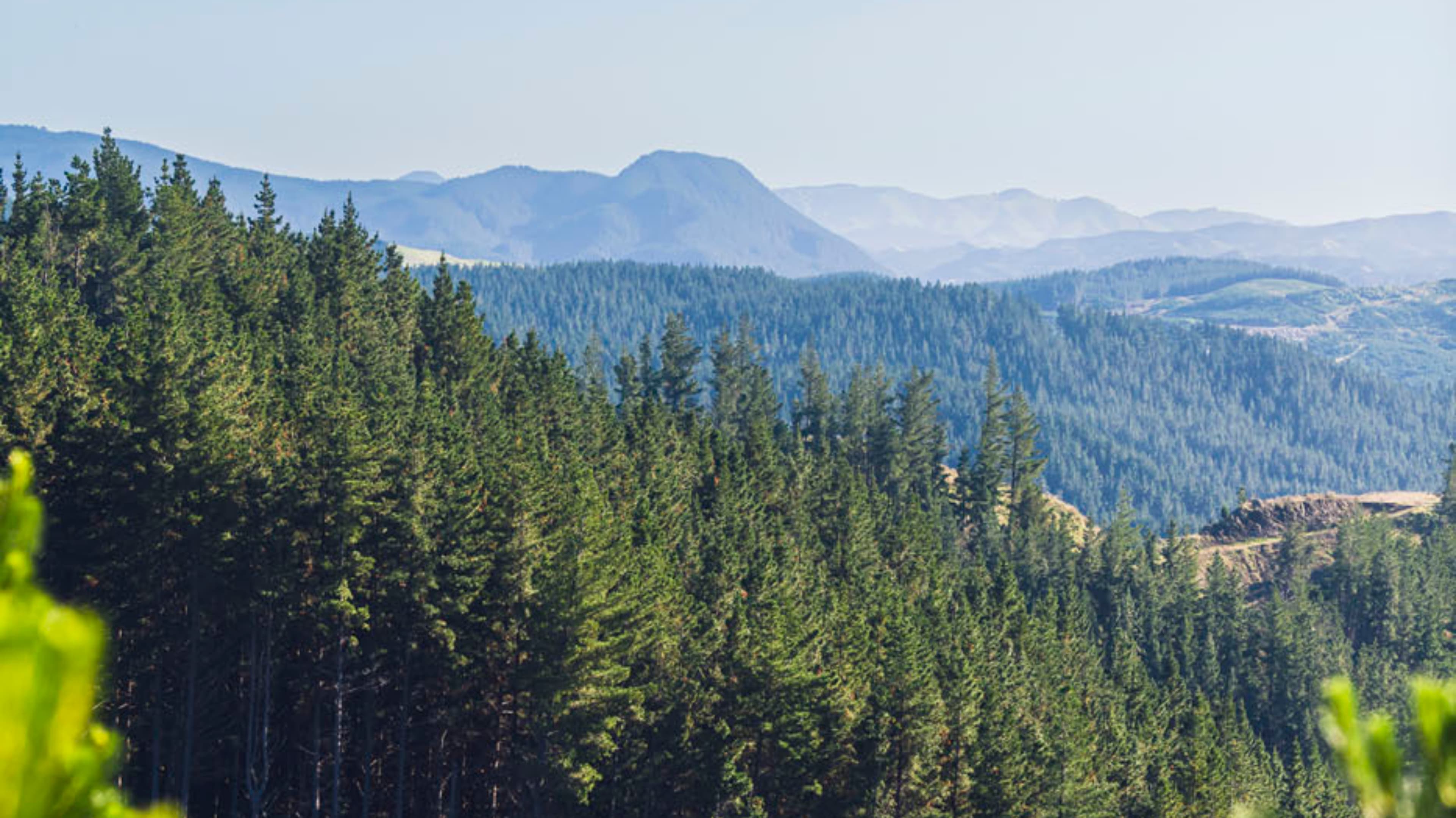 Forestry: investing in the environment