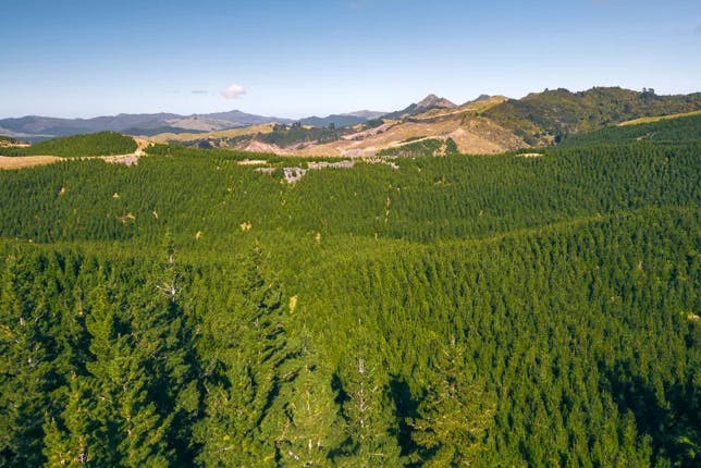 Why Invest In Forestry