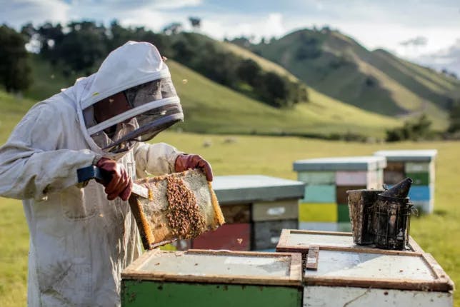 Can Manuka Honey Boost Your Bank Balance