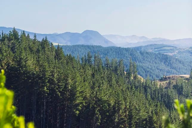 Forestry: investing in the environment